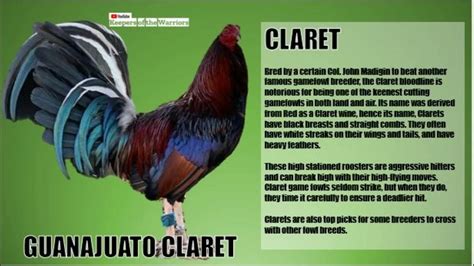 TOP 10 GAMEFOWL BLOODLINES .